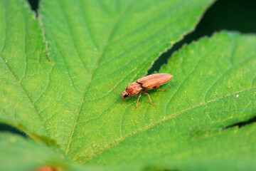 Leaf beetle on wild plants, North China
