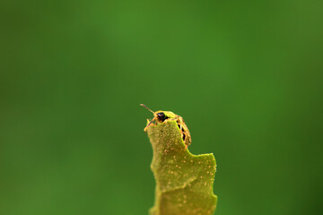 Hispidae family insect crawl on plants, North China