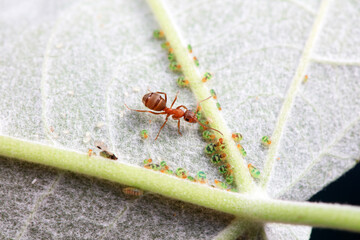 Ants in the wild, North China