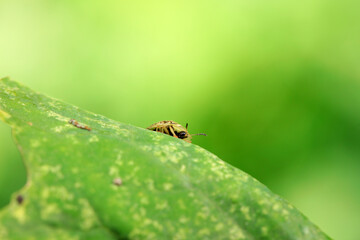 Hispidae family insect crawl on plants, North China