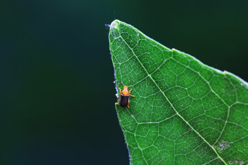 Leaf beetle on wild plants, North China