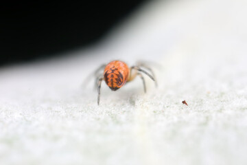 Spiders in the wild, North China