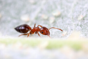 Ants in the wild, North China
