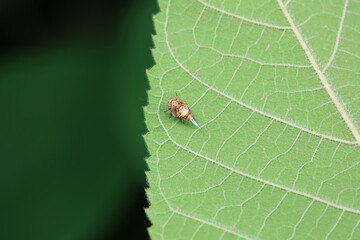 Hemiptera wax Cicadellidae insects on wild plants, North China