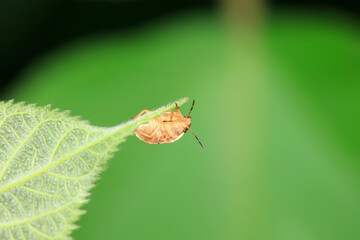 Hemiptera bugs in the wild, North China