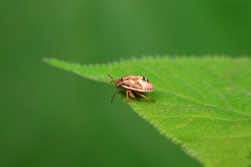 Hemiptera bugs in the wild, North China
