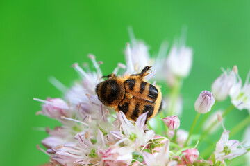 Coleoptera Chrysomelidae insects, North China