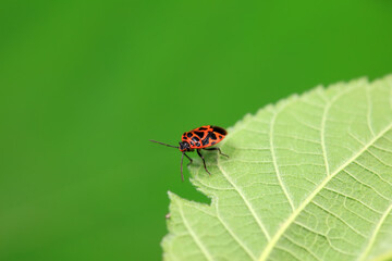 Hemiptera bugs in the wild, North China
