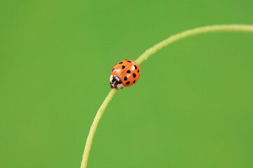 Ladybugs on wild plants, North China