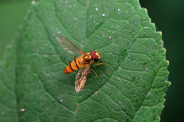 Aphid eating flies in the wild, North China