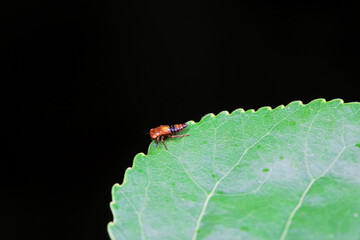 Ladybugs on wild plants, North China