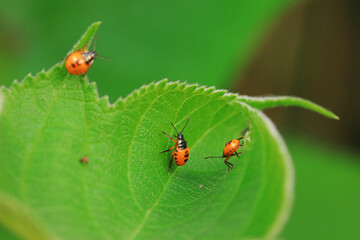 Hemiptera bugs in the wild, North China