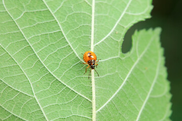 Hemiptera bugs in the wild, North China