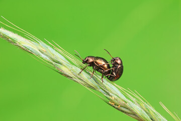 Leaf beetle on wild plants, North China