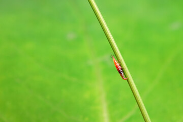 Brown sandfly larvae crawl on weeds, North China
