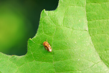 Leaf cicada on wild plants, North China