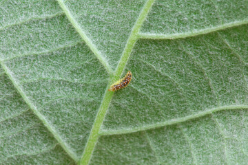 Flies on wild plants, North China
