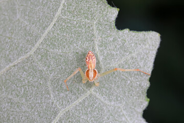 Spiders in the wild, North China