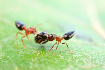 Ants in the wild, North China