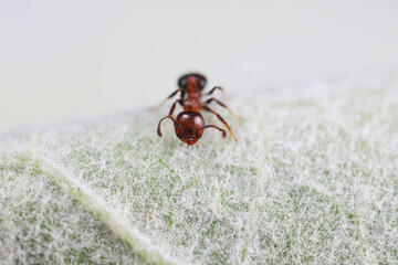 Ants in the wild, North China