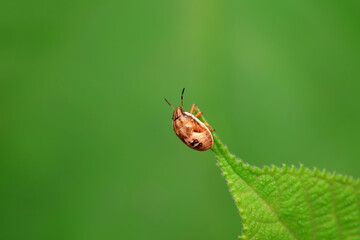 Hemiptera bugs in the wild, North China