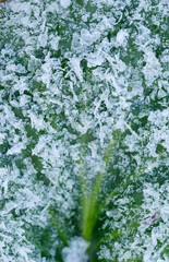 Ice crystals frost on a plant leaf macro view