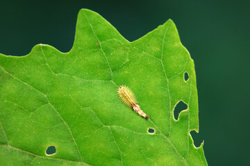 Hispidae family insect crawl on plants, North China