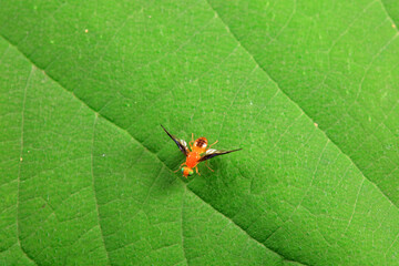 Flies on wild plants, North China