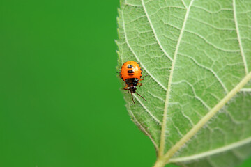 Hemiptera bugs in the wild, North China