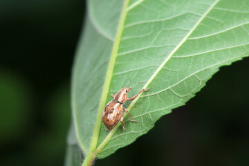 Weevil on wild plants, North China
