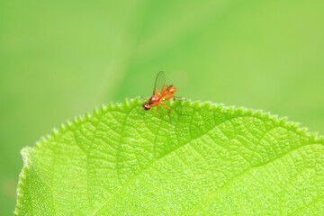 Flies on wild plants, North China