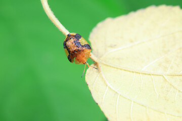 Hispidae family insect crawl on plants, North China