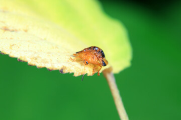 Hispidae family insect crawl on plants, North China
