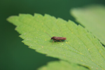 Lepidoptera insects in the wild, North China