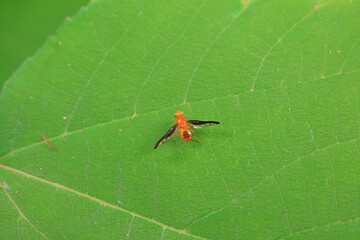 Flies on wild plants, North China
