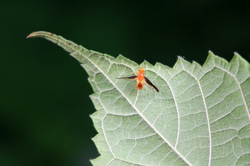 Flies on wild plants, North China
