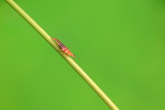 Brown sandfly larvae crawl on weeds, North China