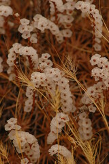 Acantholimon albertii, Chamomilla recutita flowers. 