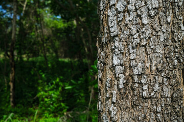 Tree brak on tree trunk in forest