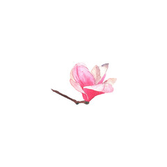 Watercolor branch of magnolia on white background