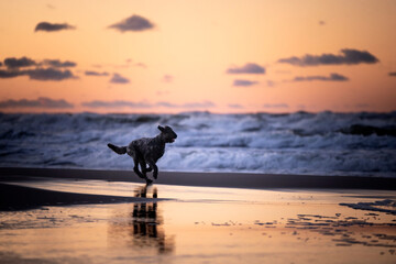 Fototapeta Pies biega po plaży o zachodzie słońca  obraz