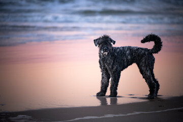 Pies rasy bouvier des Flandres stoi na plaży  - obrazy, fototapety, plakaty