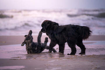 Dwa psy: nowofunland i bouvier des Flandres bawią się na plaży  - obrazy, fototapety, plakaty