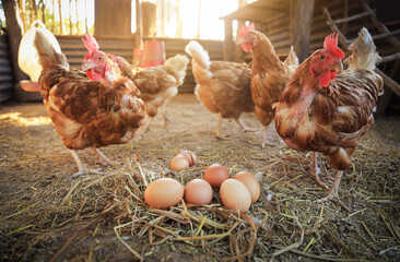 chicken with raw organic eggs on ground from local animals chicken farm for food living life. good...