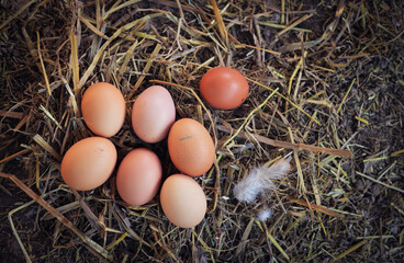 raw organic eggs on ground from local animals chicken farm for food living life. good raw food for people concept.