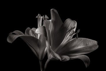 Two black and white lilies silhouetted on black background