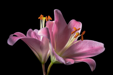 Two pink lilies silhouetted on black background and wide closeup