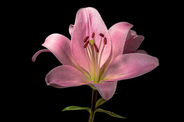 Pink lily with detail of its silhouetted pollen on a black background