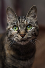 Naklejka na ściany i meble portrait of a cat with big green eyes