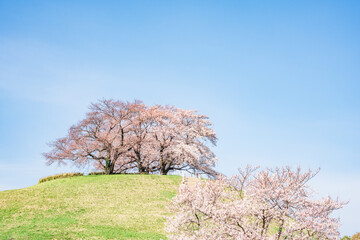 丘の上に咲く桜（埼玉県さきたま古墳）
